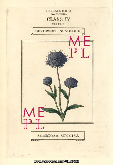 : Devil's bit scabious, Succisa pratensis : Devil's bit scabious, Succisa pratensis
