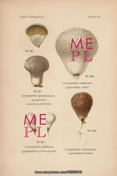 : Devil's snuffbox, Lycoperdon gemmatum, and : Devil's snuffbox, Lycoperdon gemmatum, and