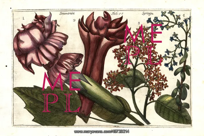 : Devil's trumpet, Datura stramonium 1, 2, and : Devil's trumpet, Datura stramonium 1, 2, and