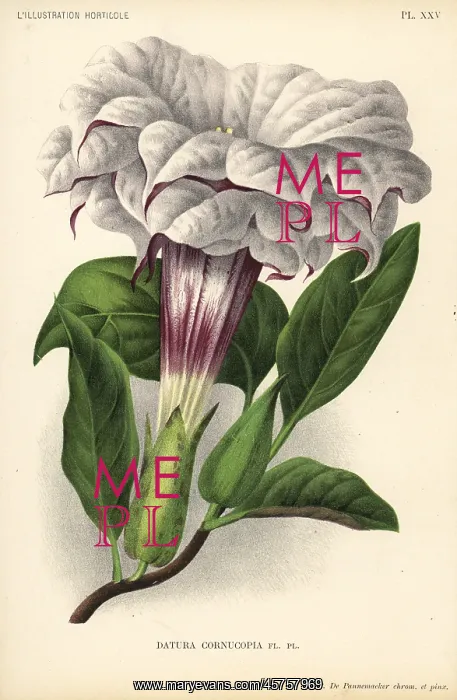 : Devil's trumpet or metel, Datura metel : Devil's trumpet or metel, Datura metel