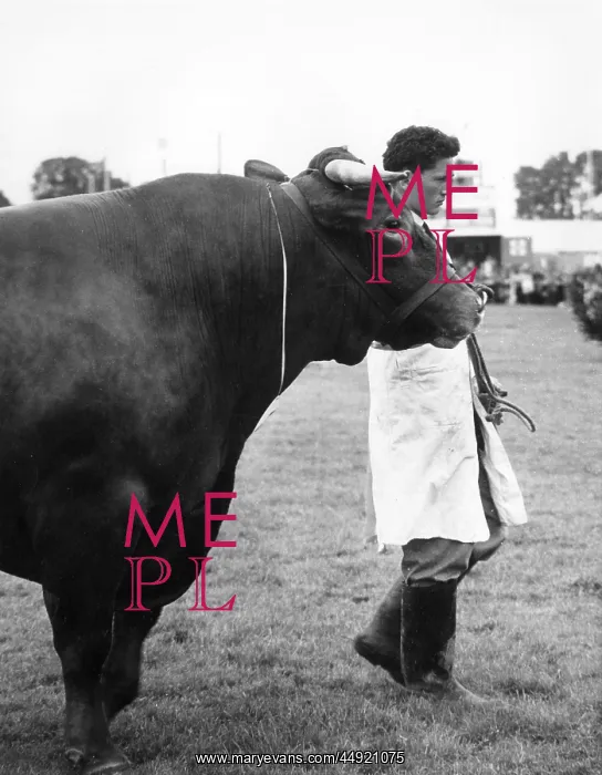: Devon bull at the Devon County Show : Devon bull at the Devon County Show