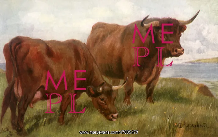  : Devon Cattle