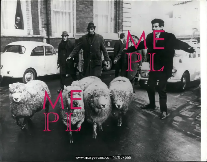 : Devon farmers with sheep protest in Exeter : Devon farmers with sheep protest in Exeter