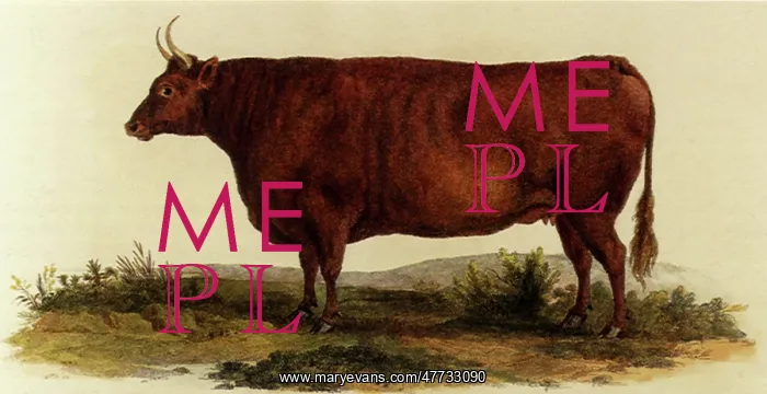  : Devon Heifer