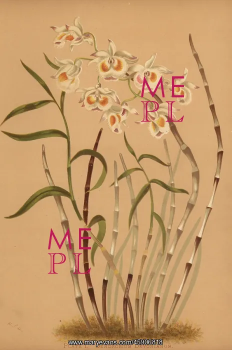 : Devon's dendrobium orchid, Dendrobium : Devon's dendrobium orchid, Dendrobium