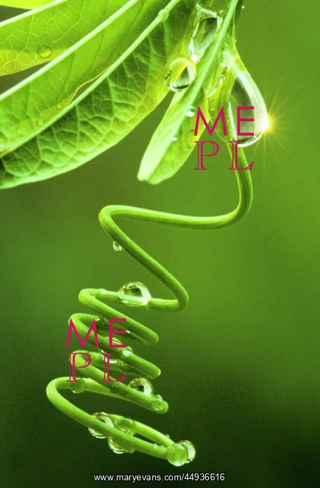 : Dew Drops on Curled : Dew Drops on Curled