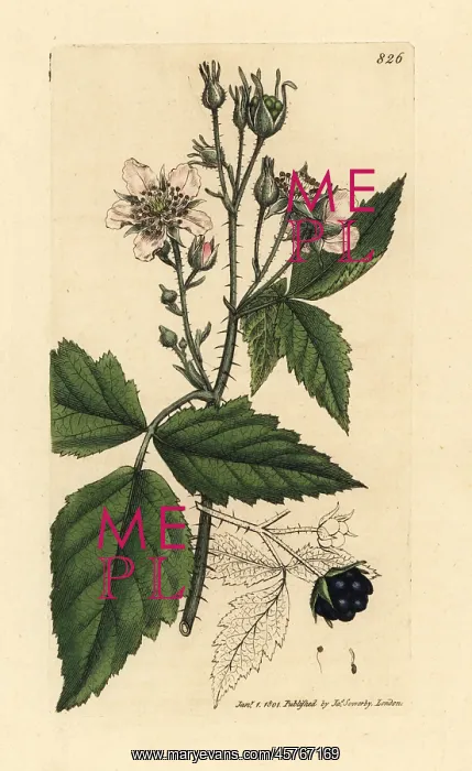 : Dewberry, Rubus caesius : Dewberry, Rubus caesius