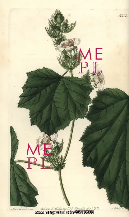 : Dewy bramble, Rubus alceifolius : Dewy bramble, Rubus alceifolius