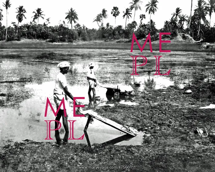 : Dhobis washing clothes, India : Dhobis washing clothes, India