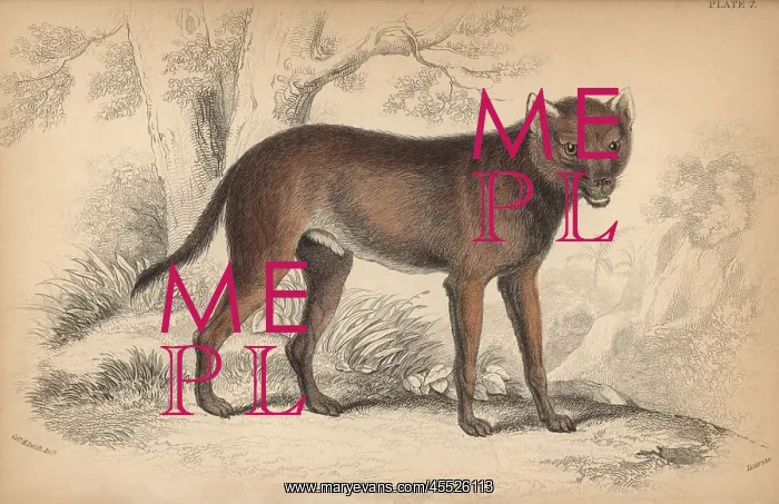 : Dhole, Cuon alpinus : Dhole, Cuon alpinus