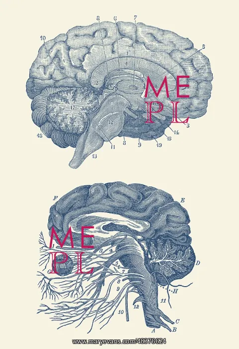 : Diagram of the arteries of the brain and the circulatory : Diagram of the arteries of the brain and the circulatory