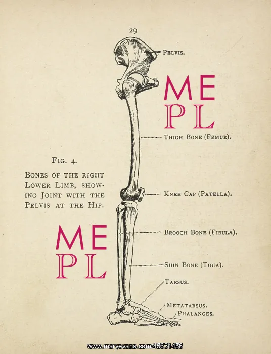 : Diagram of the bones of the right leg and hip : Diagram of the bones of the right leg and hip