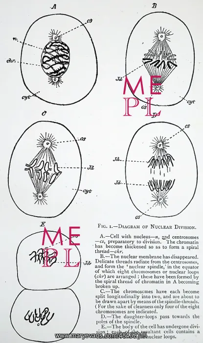 : Diagram of division of cell nucleus : Diagram of division of cell nucleus