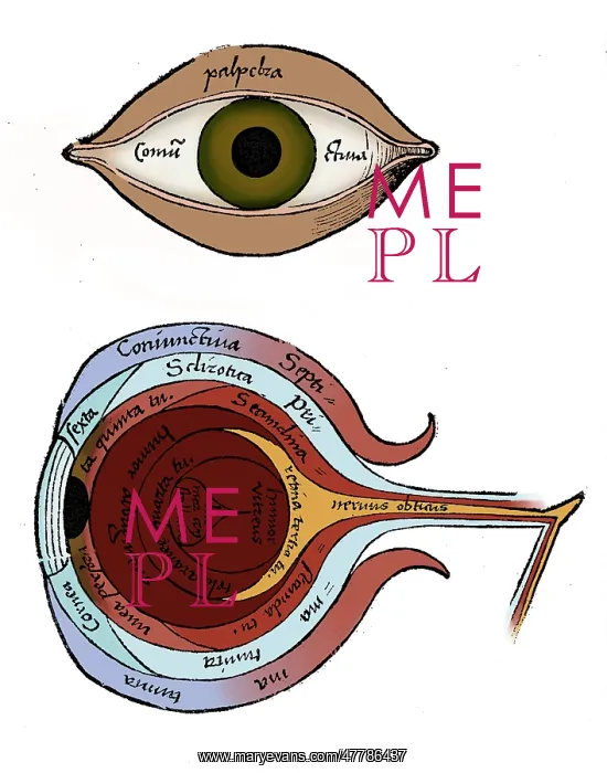 : Diagram of the Eye, Gregor Reisch : Diagram of the Eye, Gregor Reisch