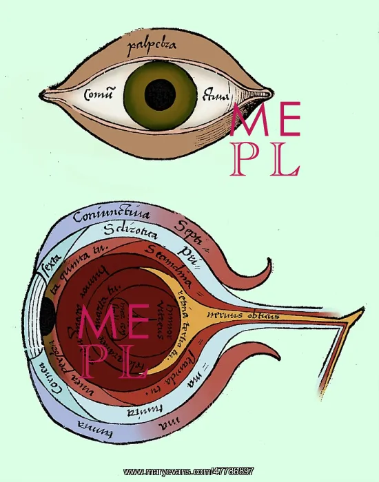 : Diagram of the Eye, Gregor Reisch : Diagram of the Eye, Gregor Reisch