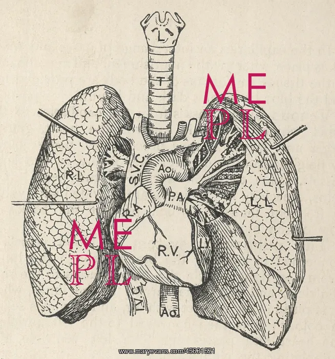 : Diagram of the heart, lungs and windpipe : Diagram of the heart, lungs and windpipe