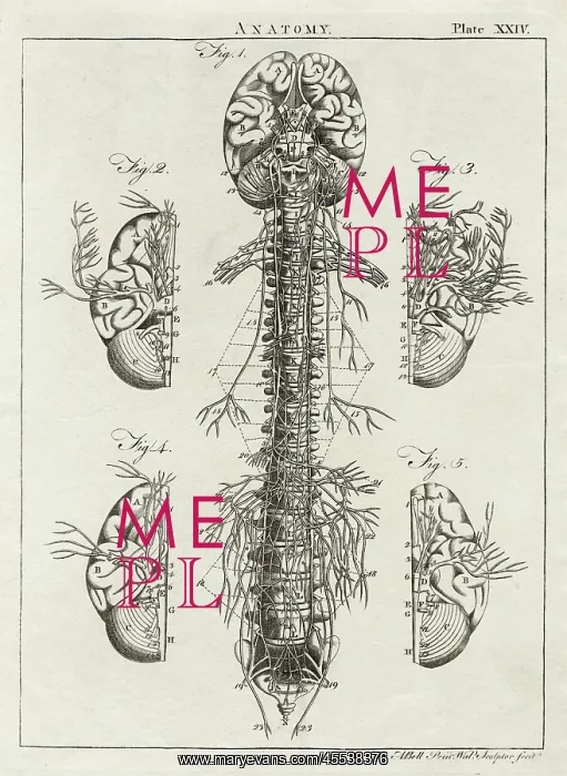 : Diagram of the human brain and spinal column : Diagram of the human brain and spinal column