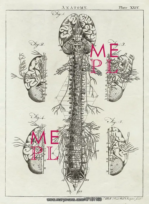 : Diagram of the human brain and spinal column : Diagram of the human brain and spinal column