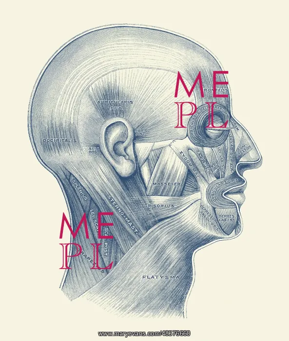 : Diagram of the human muscular system throughout : Diagram of the human muscular system throughout