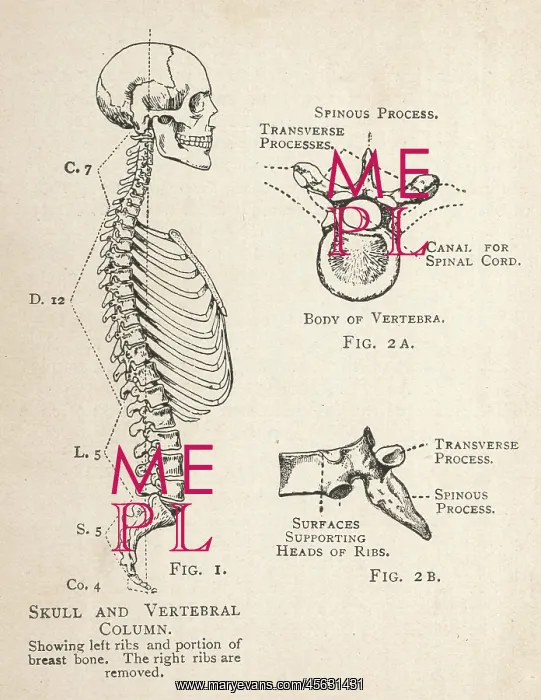 : Diagram of human skull and vertebral column : Diagram of human skull and vertebral column