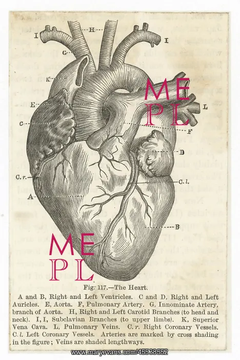 : Diagram illustration of the human heart : Diagram illustration of the human heart