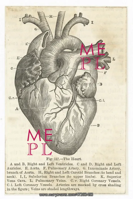 : Diagram illustration of the human heart : Diagram illustration of the human heart