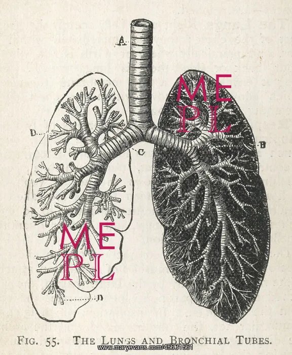 : Diagram of the lungs and bronchial tubes : Diagram of the lungs and bronchial tubes