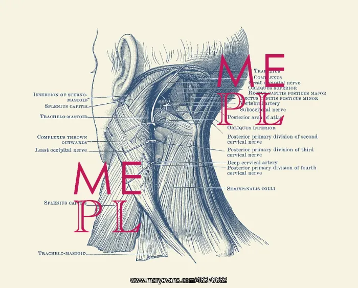  : Diagram of the muscular system on the back of a human neck