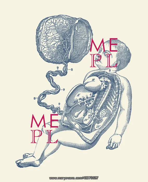 : Diagram of the placenta and umbilical cord attached : Diagram of the placenta and umbilical cord attached