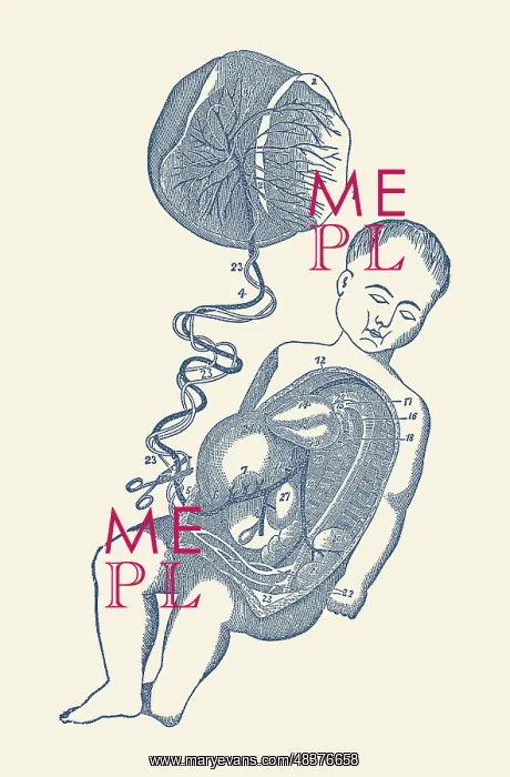 : Diagram of the placenta and umbilical cord attached : Diagram of the placenta and umbilical cord attached