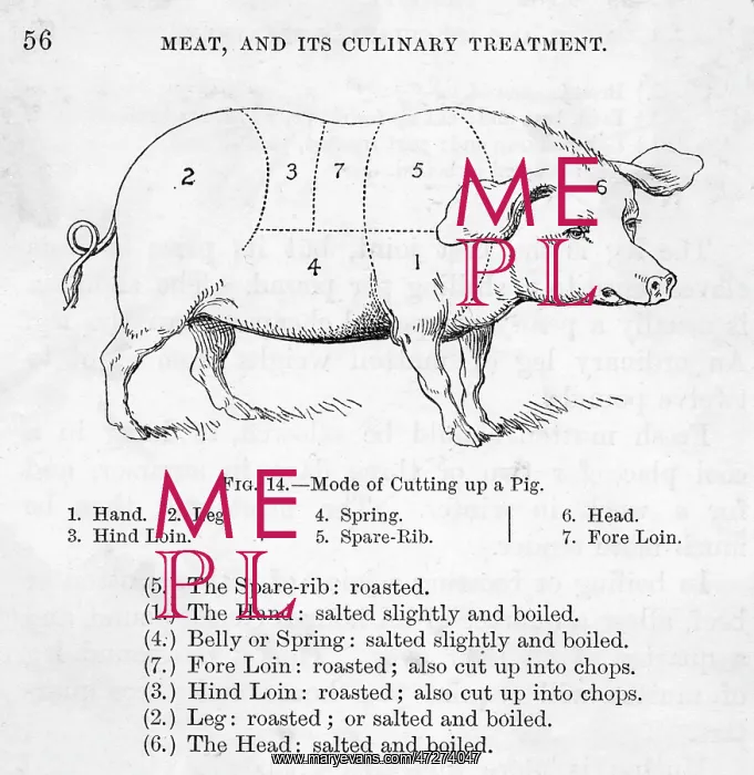  : Diagram of Pork Cuts - Butchery