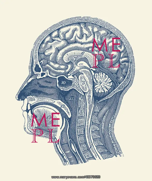 : Diagram showcasing the arteries of the brain : Diagram showcasing the arteries of the brain