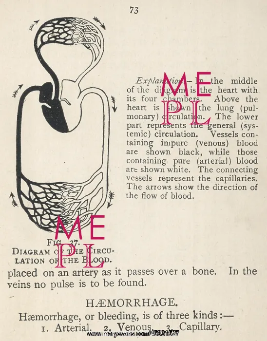 : Diagram showing the circulation of the blood : Diagram showing the circulation of the blood