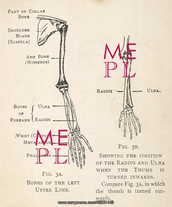 : Diagrams of the bones of hand and arm : Diagrams of the bones of hand and arm