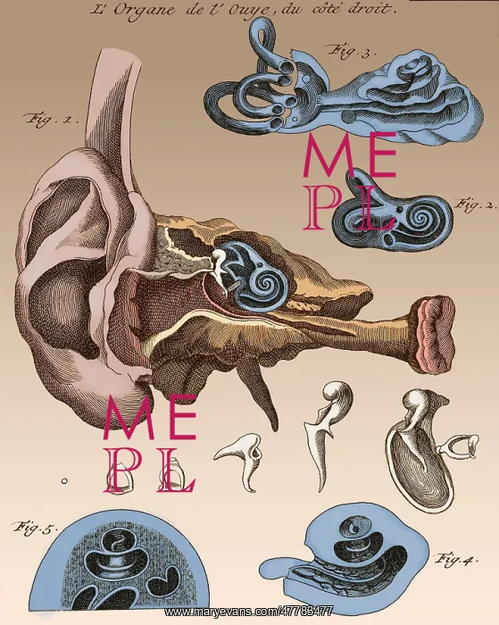 : Two Diagrams of Ear, 1744 : Two Diagrams of Ear, 1744