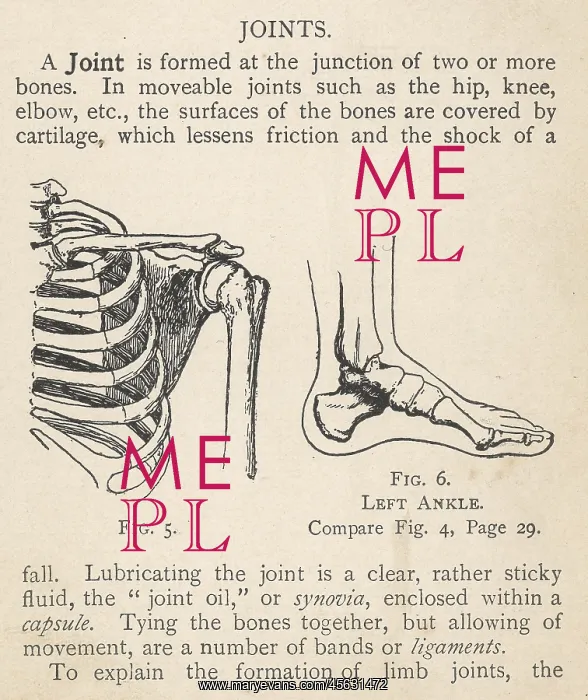: Diagrams of human shoulder and ankle joints : Diagrams of human shoulder and ankle joints