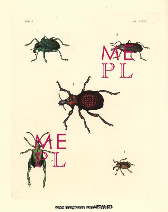: Diamond beetle and weevils : Diamond beetle and weevils