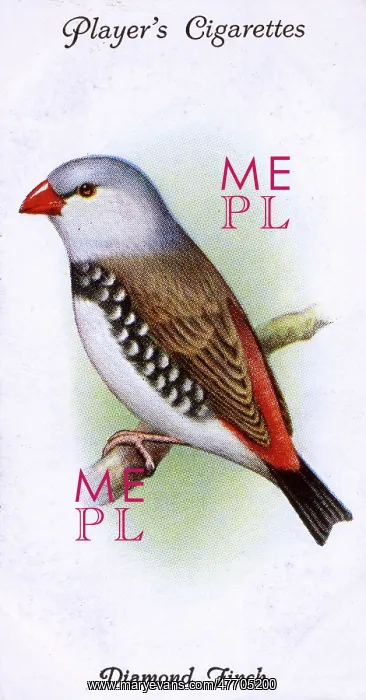  : Diamond Finch