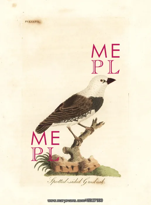 : Diamond firetail, Stagonopleura guttata : Diamond firetail, Stagonopleura guttata