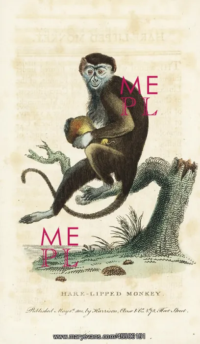 : Diana monkey, Cercopithecus diana : Diana monkey, Cercopithecus diana