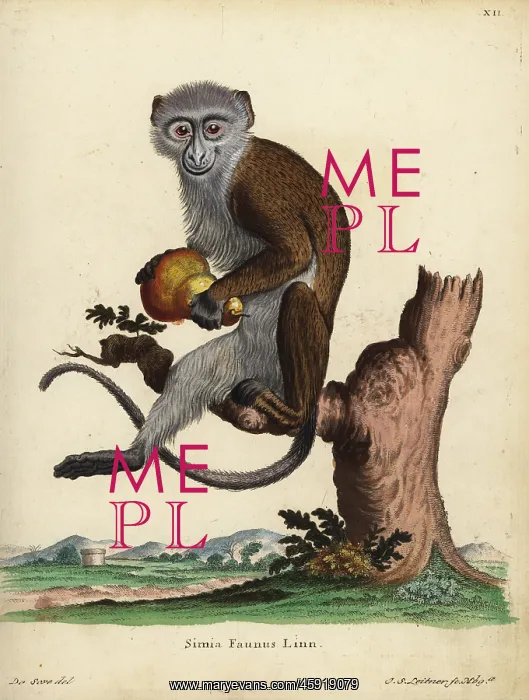 : Diana monkey or Diana guenon, Cercopithecus : Diana monkey or Diana guenon, Cercopithecus