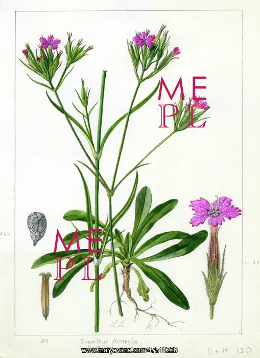 : Dianthus America - Deptford pink : Dianthus America - Deptford pink