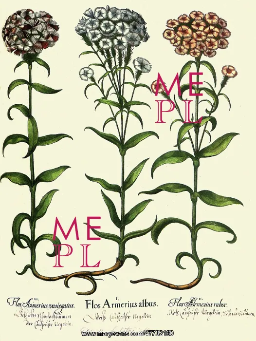 : Dianthus barbatus : Dianthus barbatus