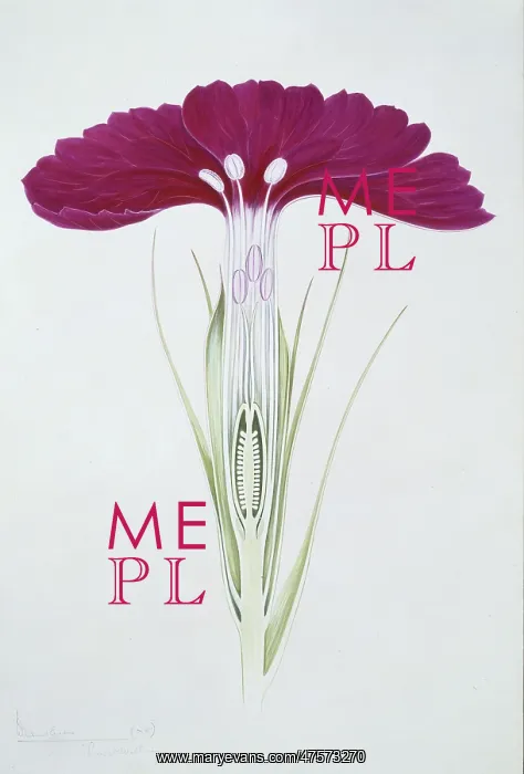 : Dianthus barbatus, sweet William : Dianthus barbatus, sweet William