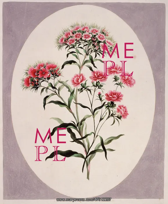 : Dianthus barbatus, sweet william : Dianthus barbatus, sweet william