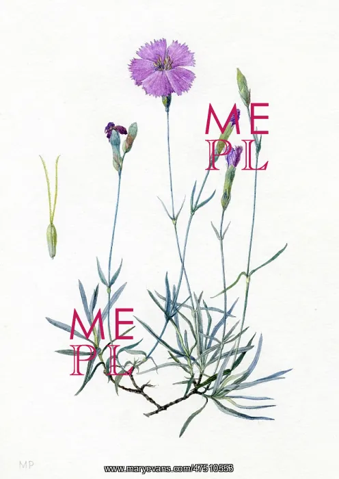 : Dianthus caesius - Cheddar pink : Dianthus caesius - Cheddar pink