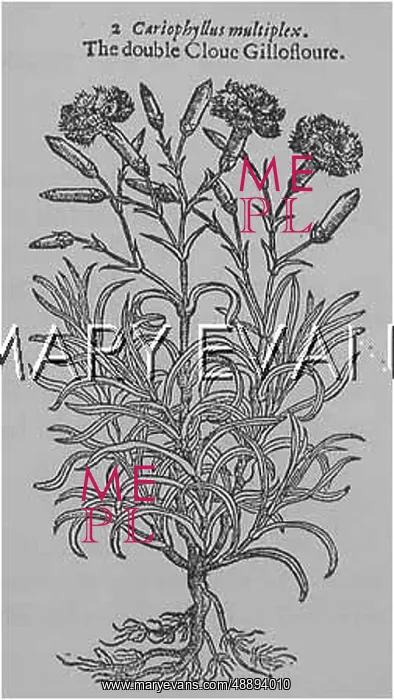  : DIANTHUS CARIOPHYLLUS