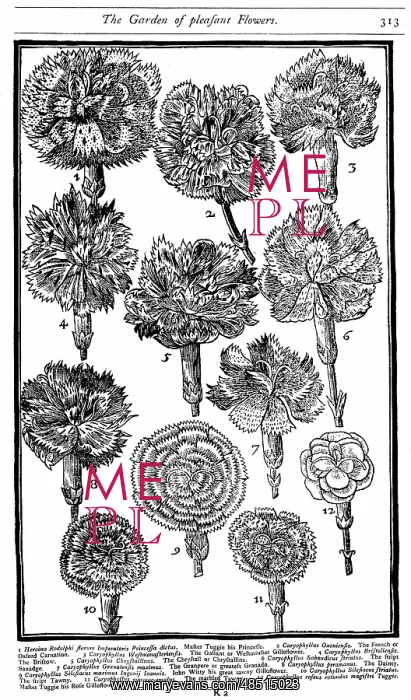 : Dianthus (Carnations and Pinks) From John Parkinson : Dianthus (Carnations and Pinks) From John Parkinson