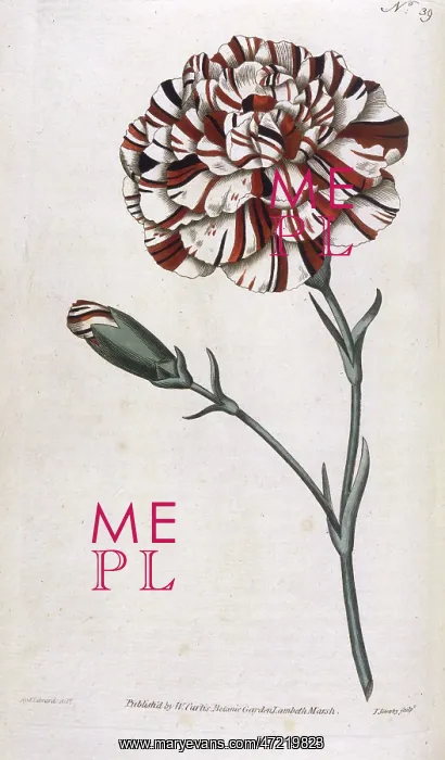 : DIANTHUS CARYOPHYLLUS : DIANTHUS CARYOPHYLLUS