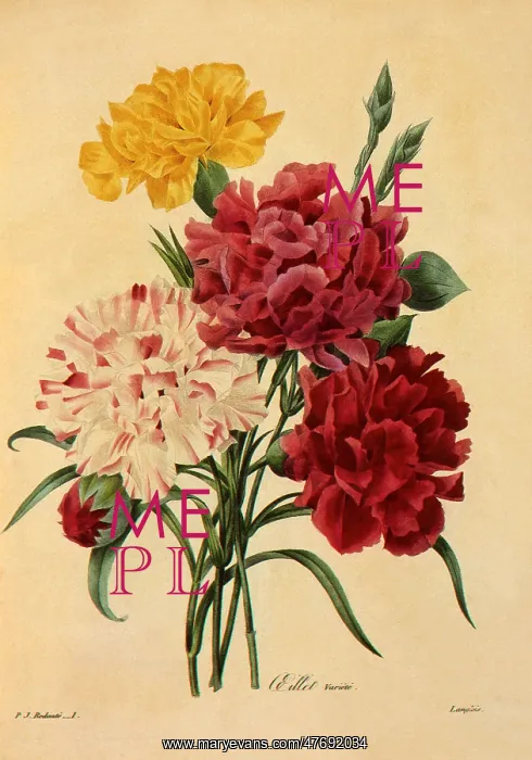 : Dianthus caryophyllus : Dianthus caryophyllus